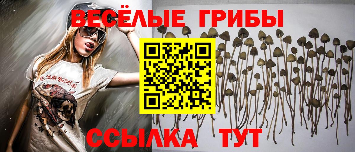 Псилоцибиновые грибы Psilocybe  Псилоцибиновые грибы ЛСД  Пенза 
